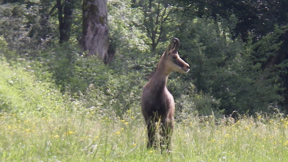 Un visiteur Suisse