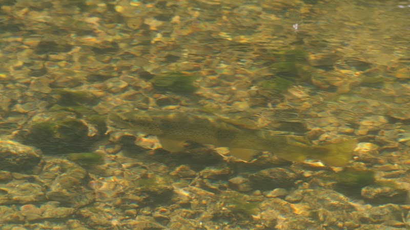 Un poisson comme il y en avait beaucoup en aval du Moulin du Plain